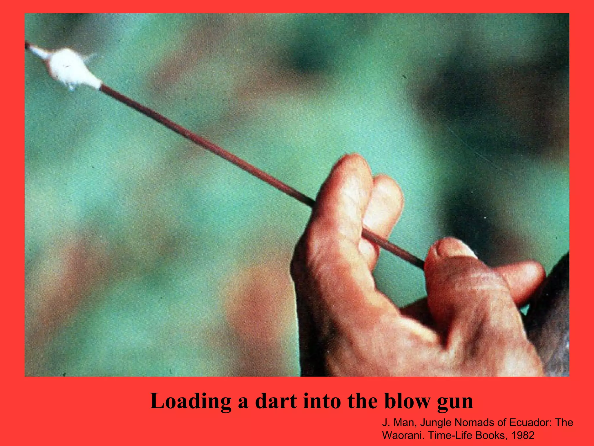 Loading a dart into the blow gun
J. Man, Jungle Nomads of Ecuador: The
Waorani. Time-Life Books, 1982
 