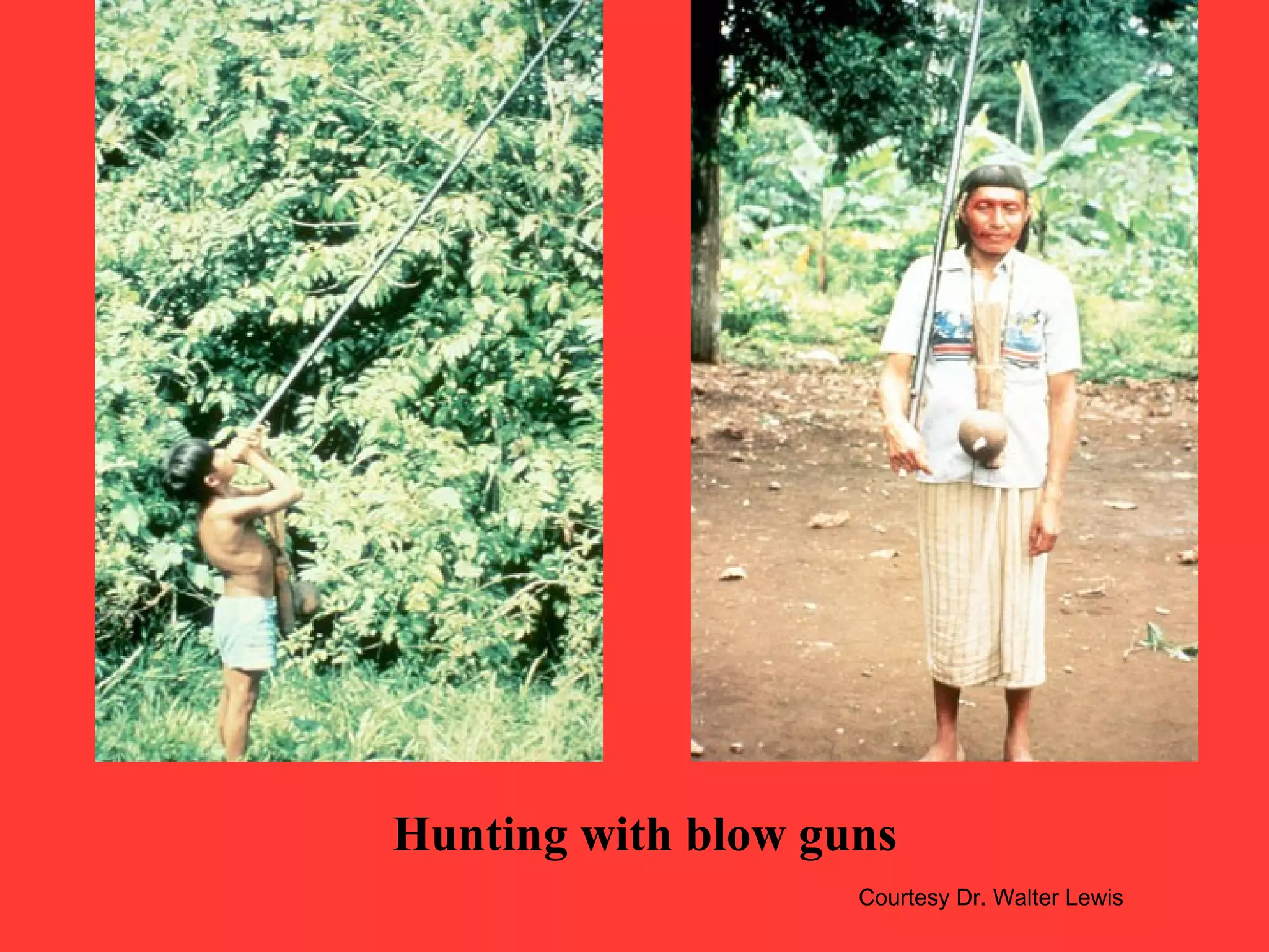 Hunting with blow guns
Courtesy Dr. Walter Lewis
 