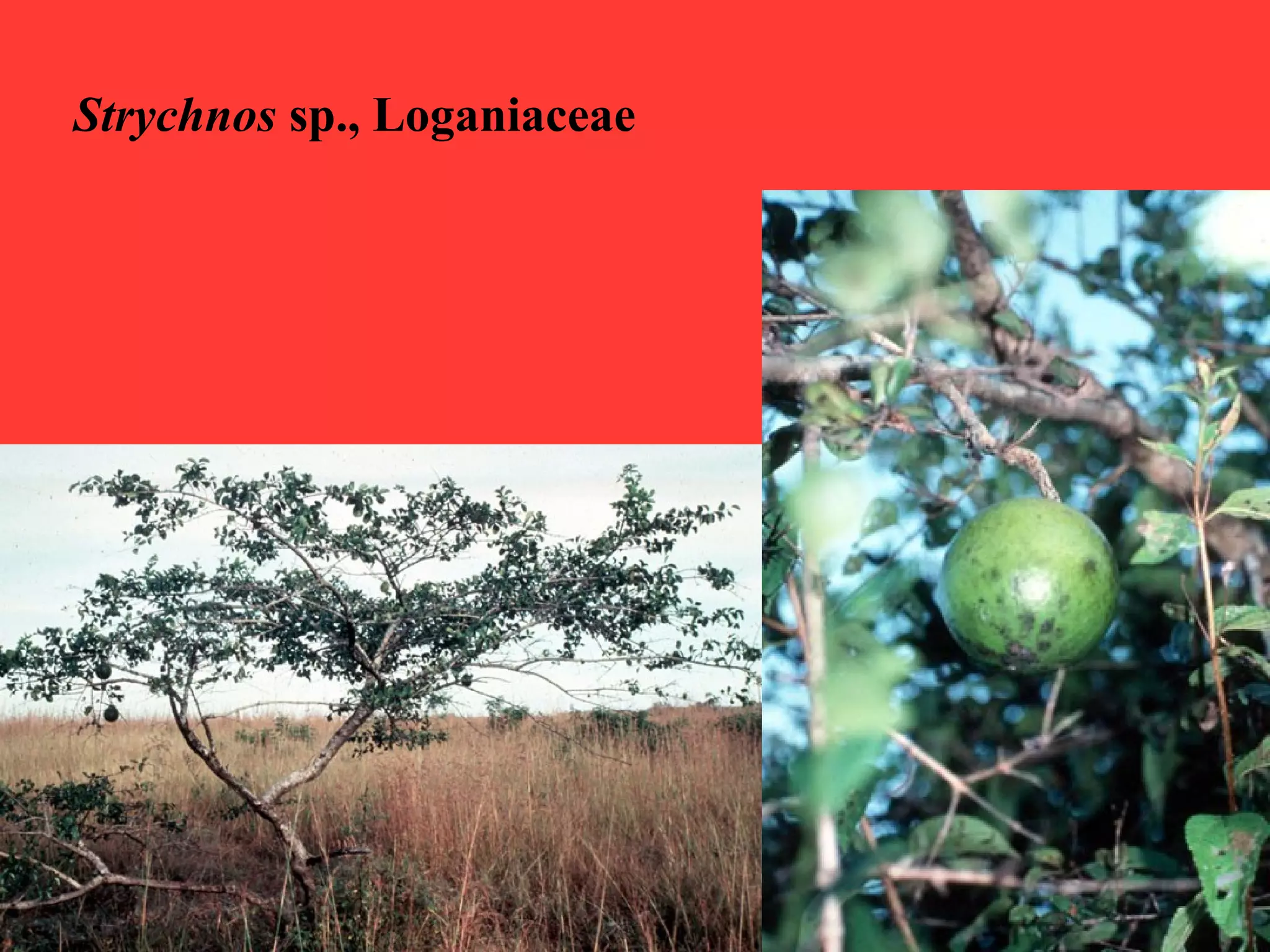 Strychnos sp., Loganiaceae
 