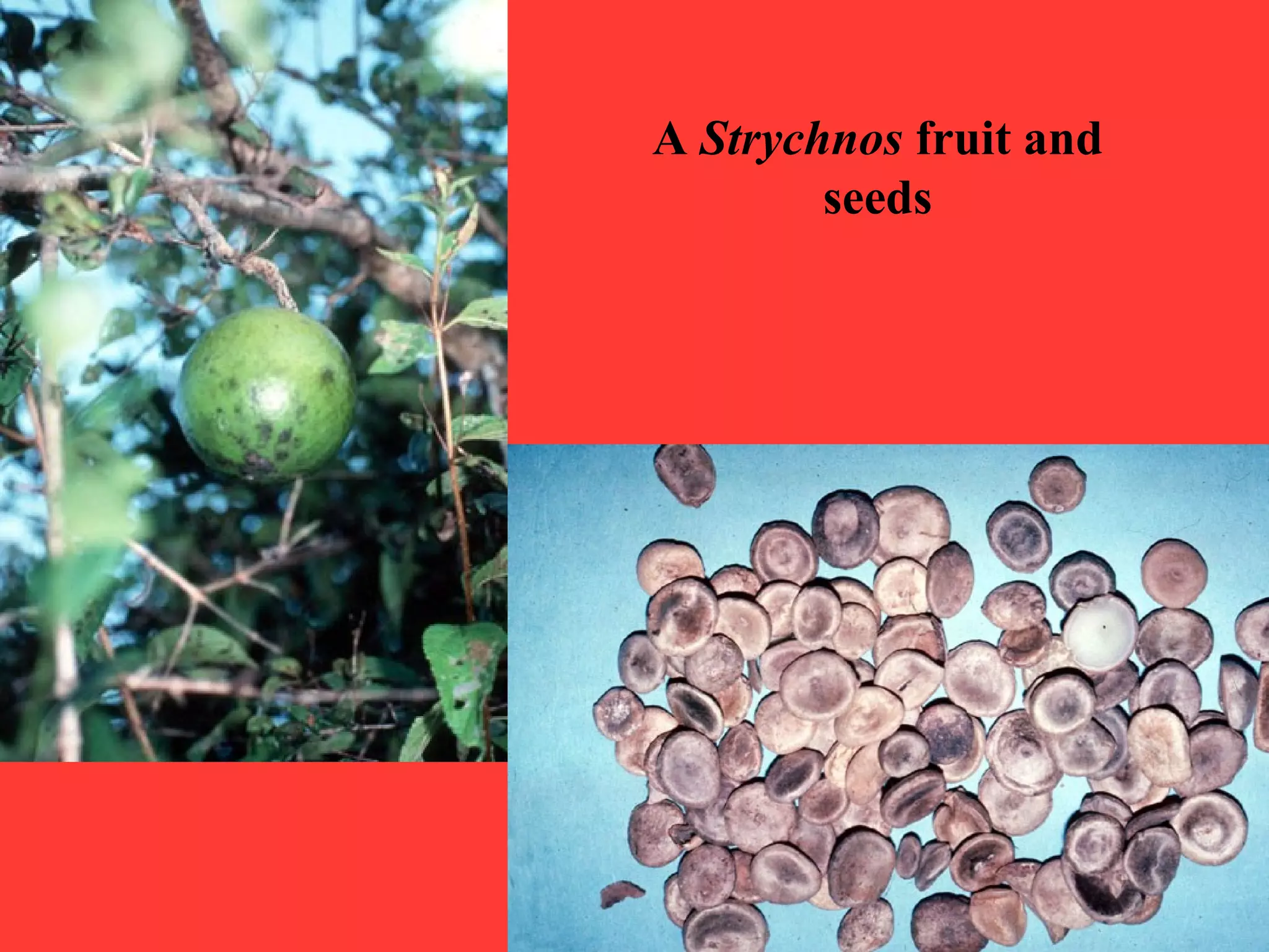 A Strychnos fruit and
seeds
 