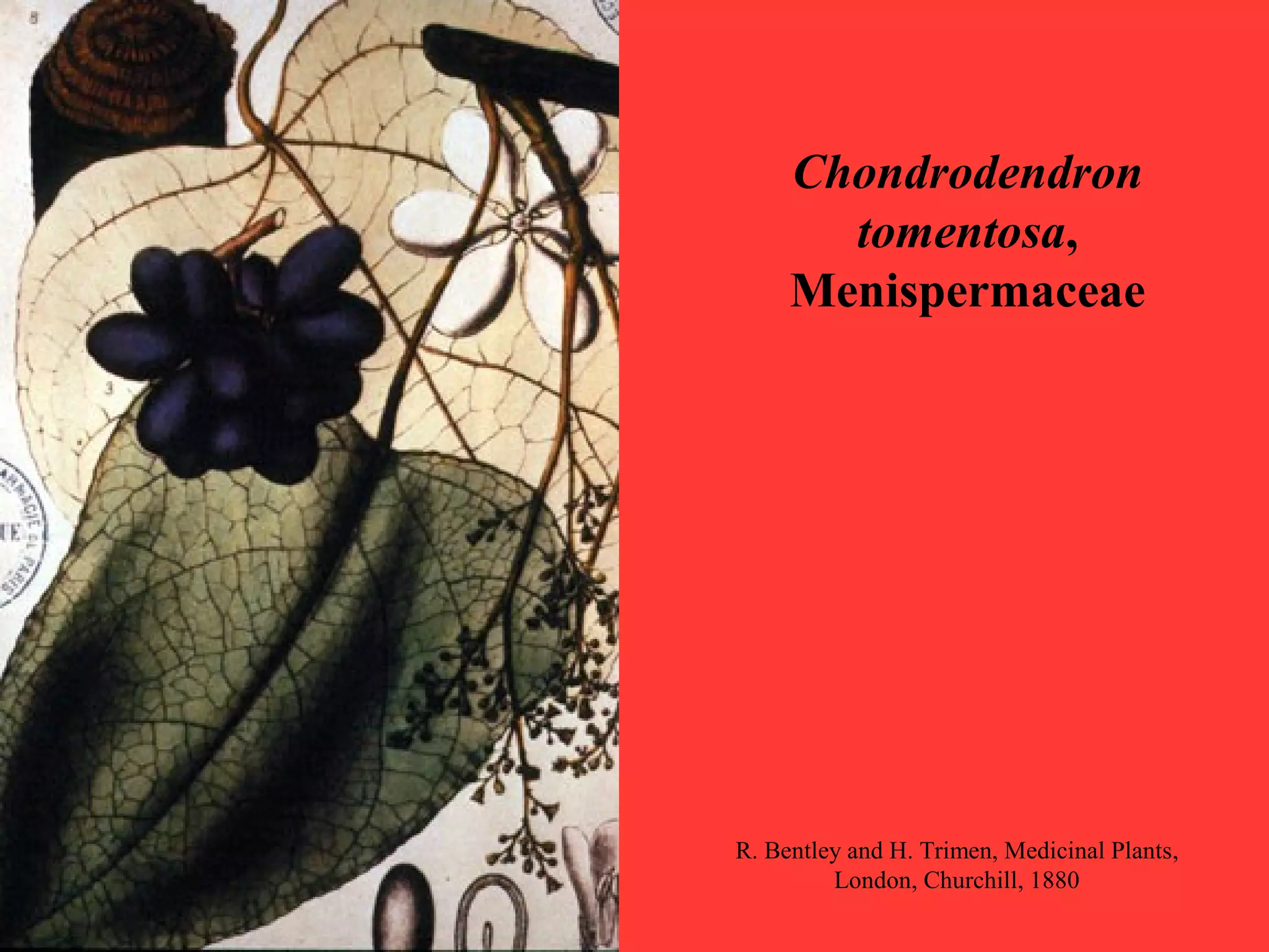 Chondrodendron
tomentosa,
Menispermaceae
R. Bentley and H. Trimen, Medicinal Plants,
London, Churchill, 1880
 