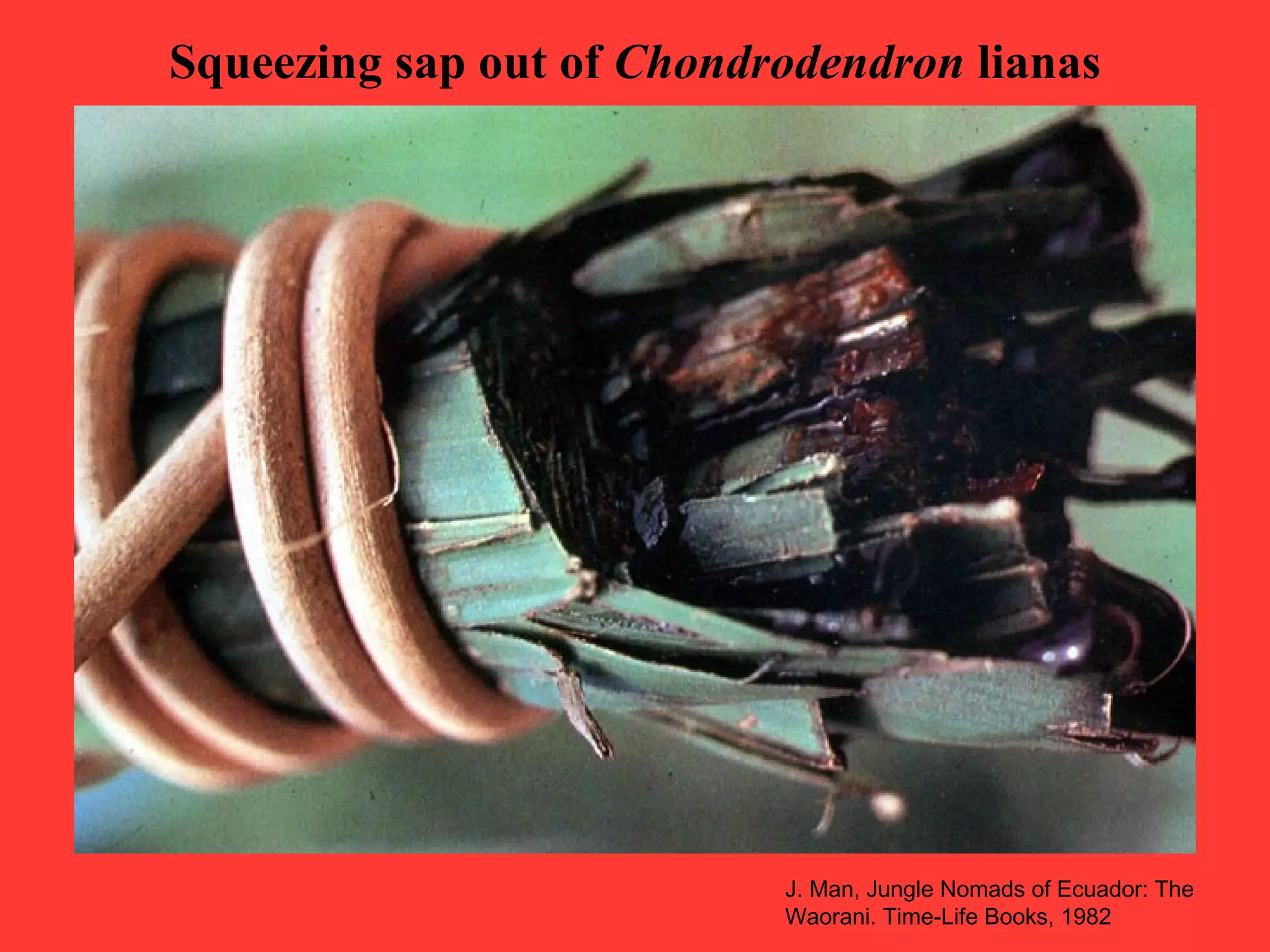 Squeezing sap out of Chondrodendron lianas
J. Man, Jungle Nomads of Ecuador: The
Waorani. Time-Life Books, 1982
 