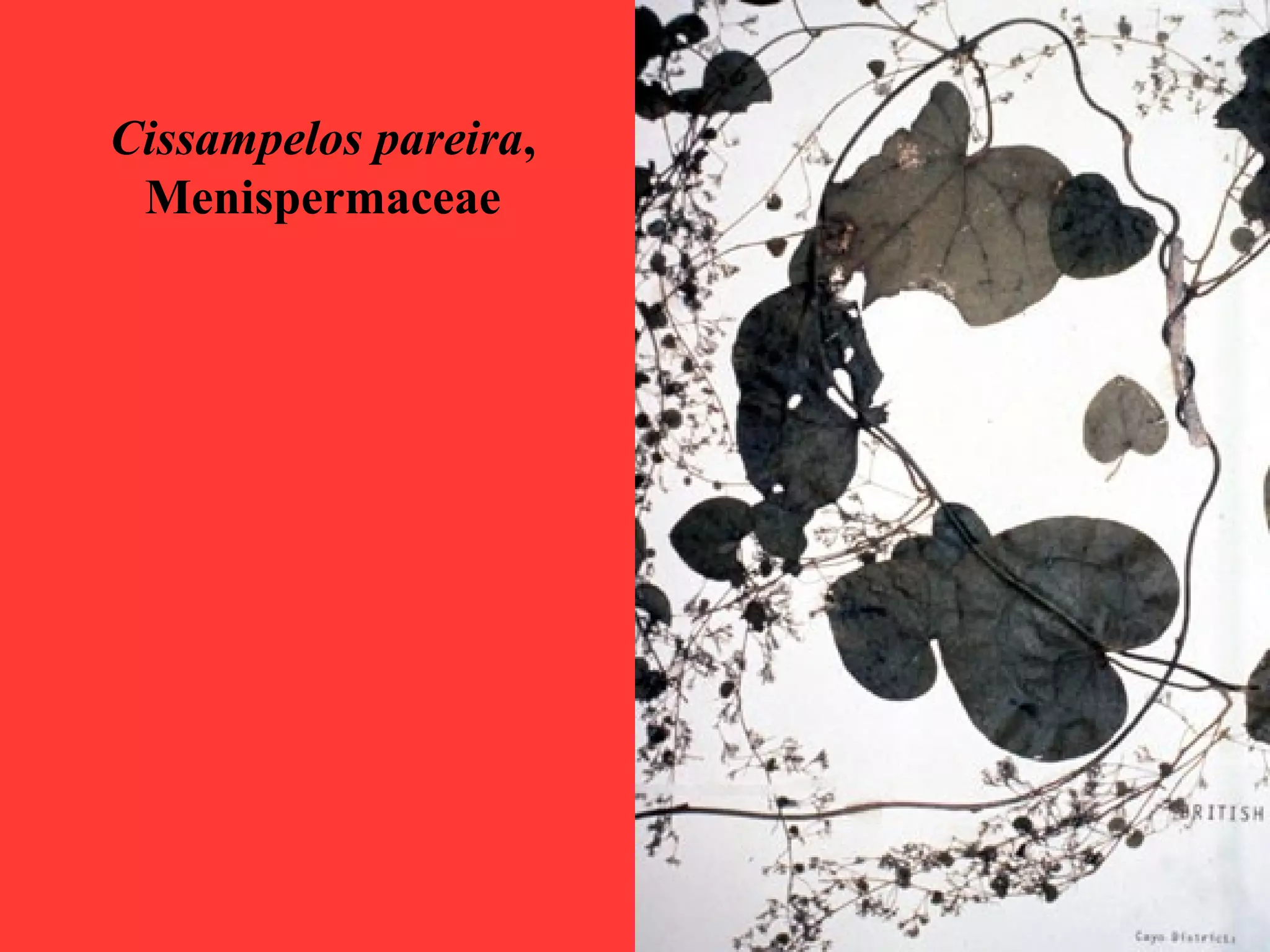 Cissampelos pareira,
Menispermaceae
 