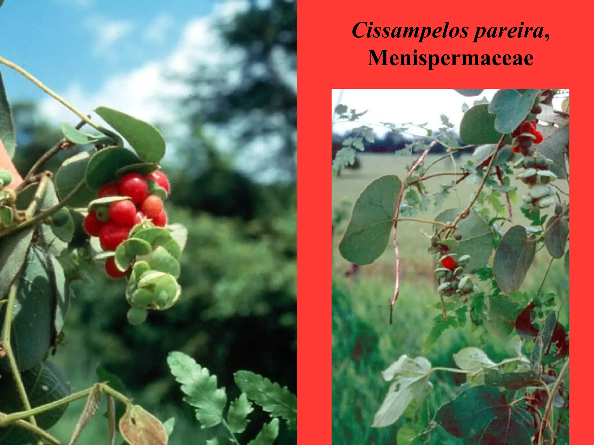 Cissampelos pareira,
Menispermaceae
 