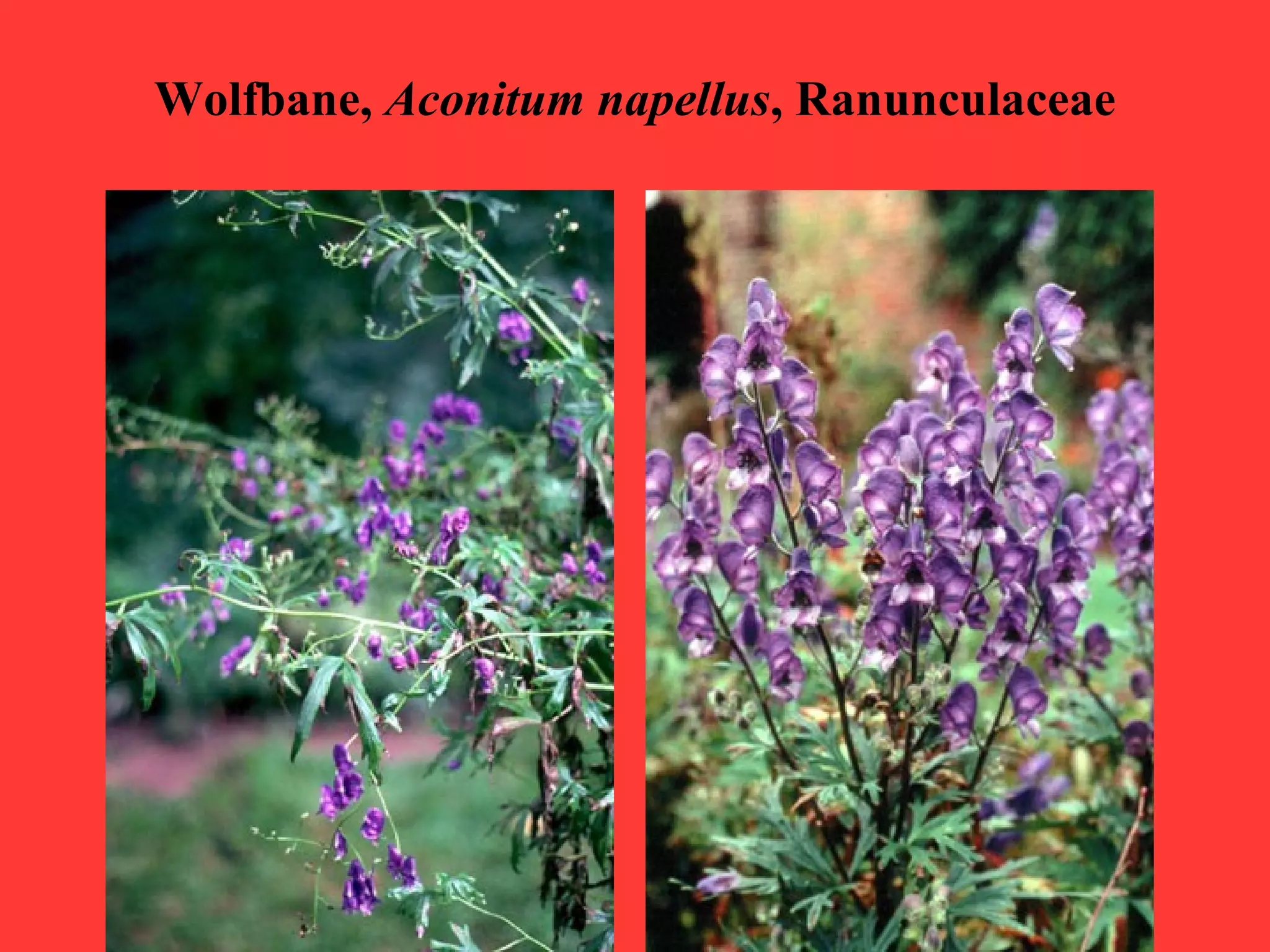 Wolfbane, Aconitum napellus, Ranunculaceae
 