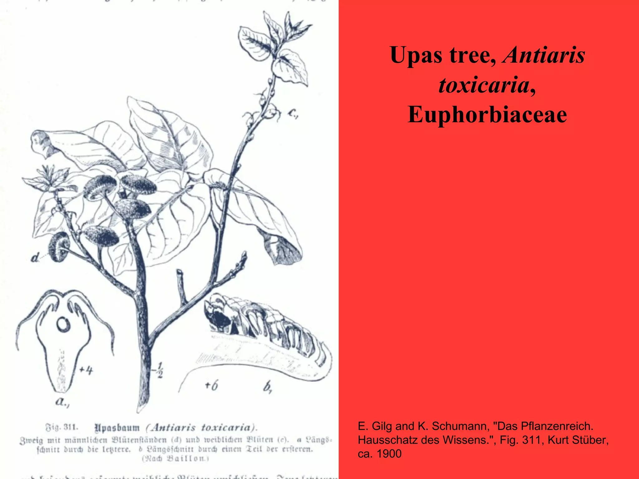 Upas tree, Antiaris
toxicaria,
Euphorbiaceae
E. Gilg and K. Schumann, "Das Pflanzenreich.
Hausschatz des Wissens.", Fig. 311, Kurt Stüber,
ca. 1900
 