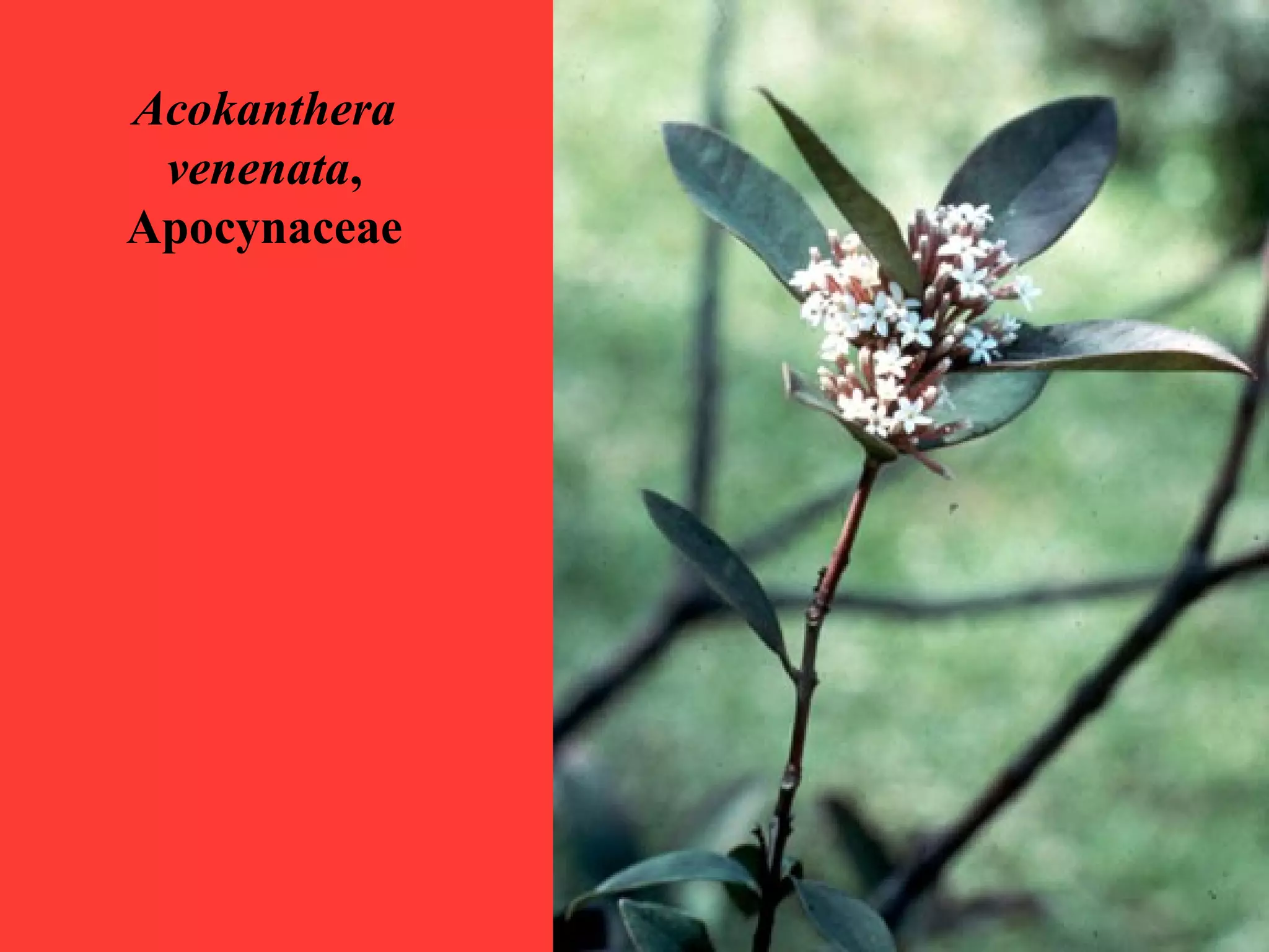 Acokanthera
venenata,
Apocynaceae
 