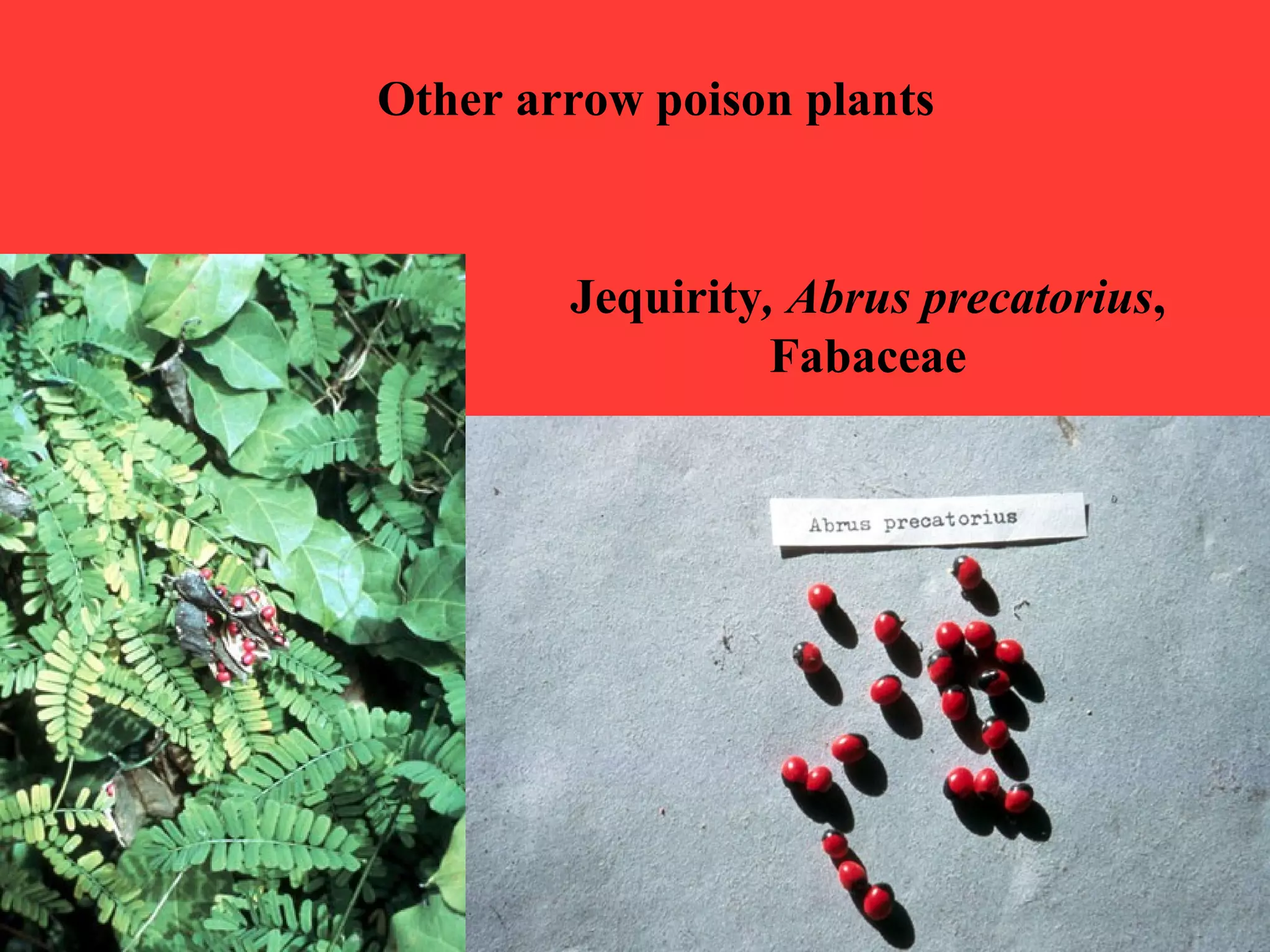 Jequirity, Abrus precatorius,
Fabaceae
Other arrow poison plants
 