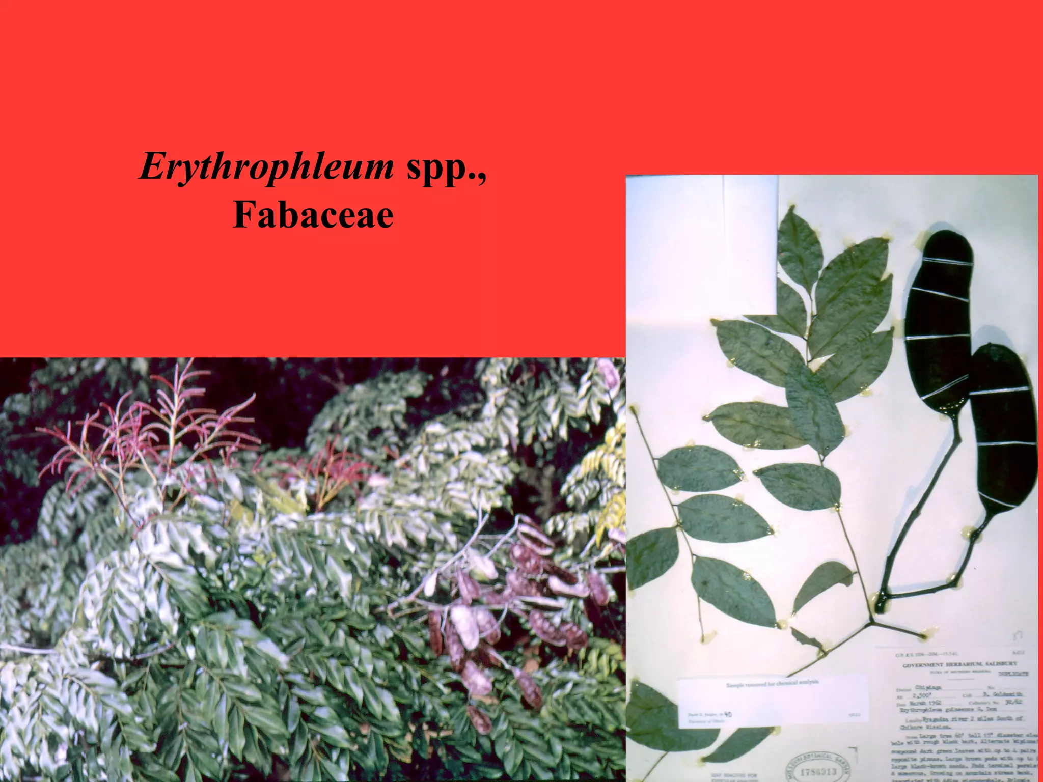 Erythrophleum spp.,
Fabaceae
 