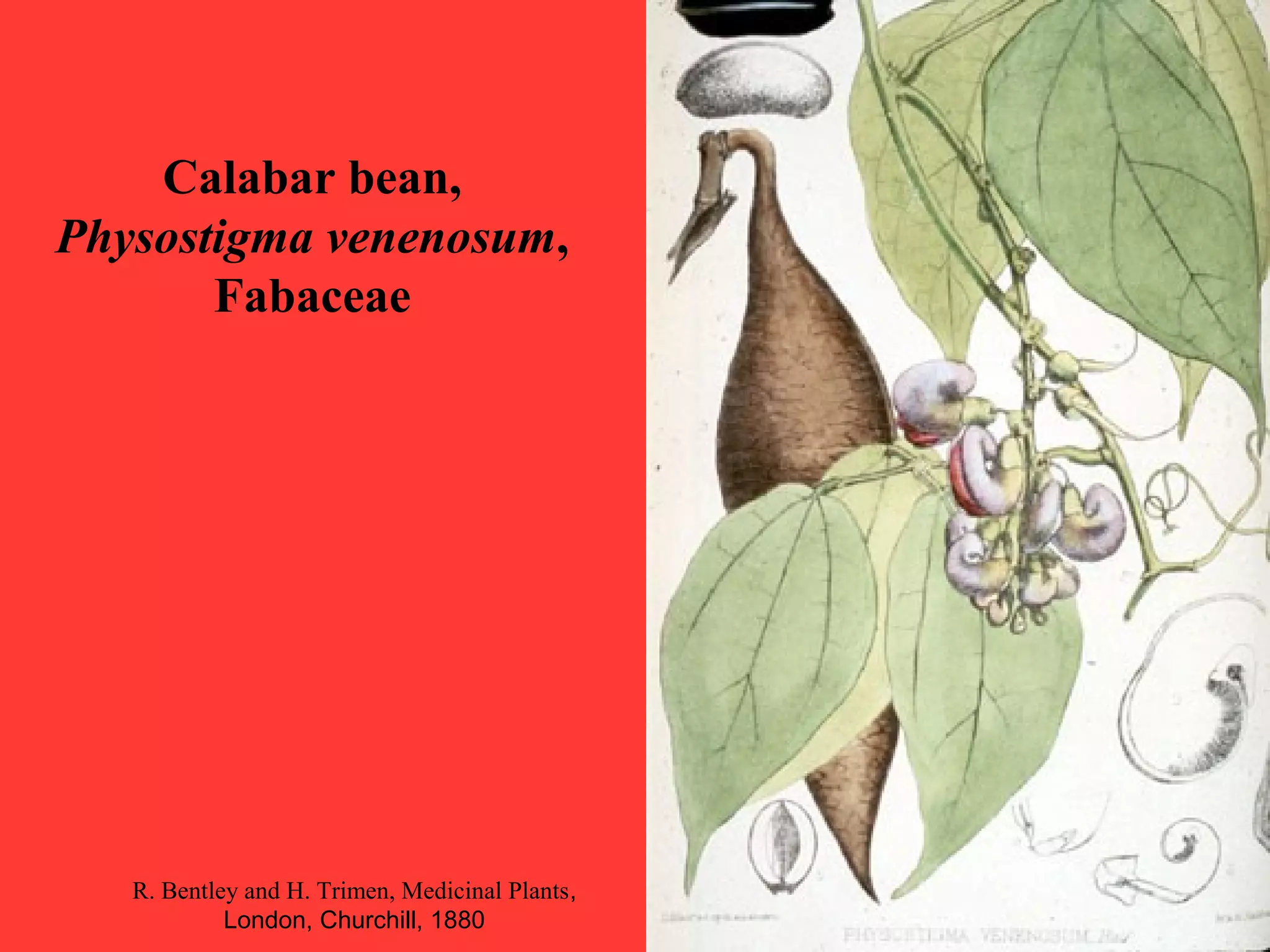 Calabar bean,
Physostigma venenosum,
Fabaceae
R. Bentley and H. Trimen, Medicinal Plants,
London, Churchill, 1880
 