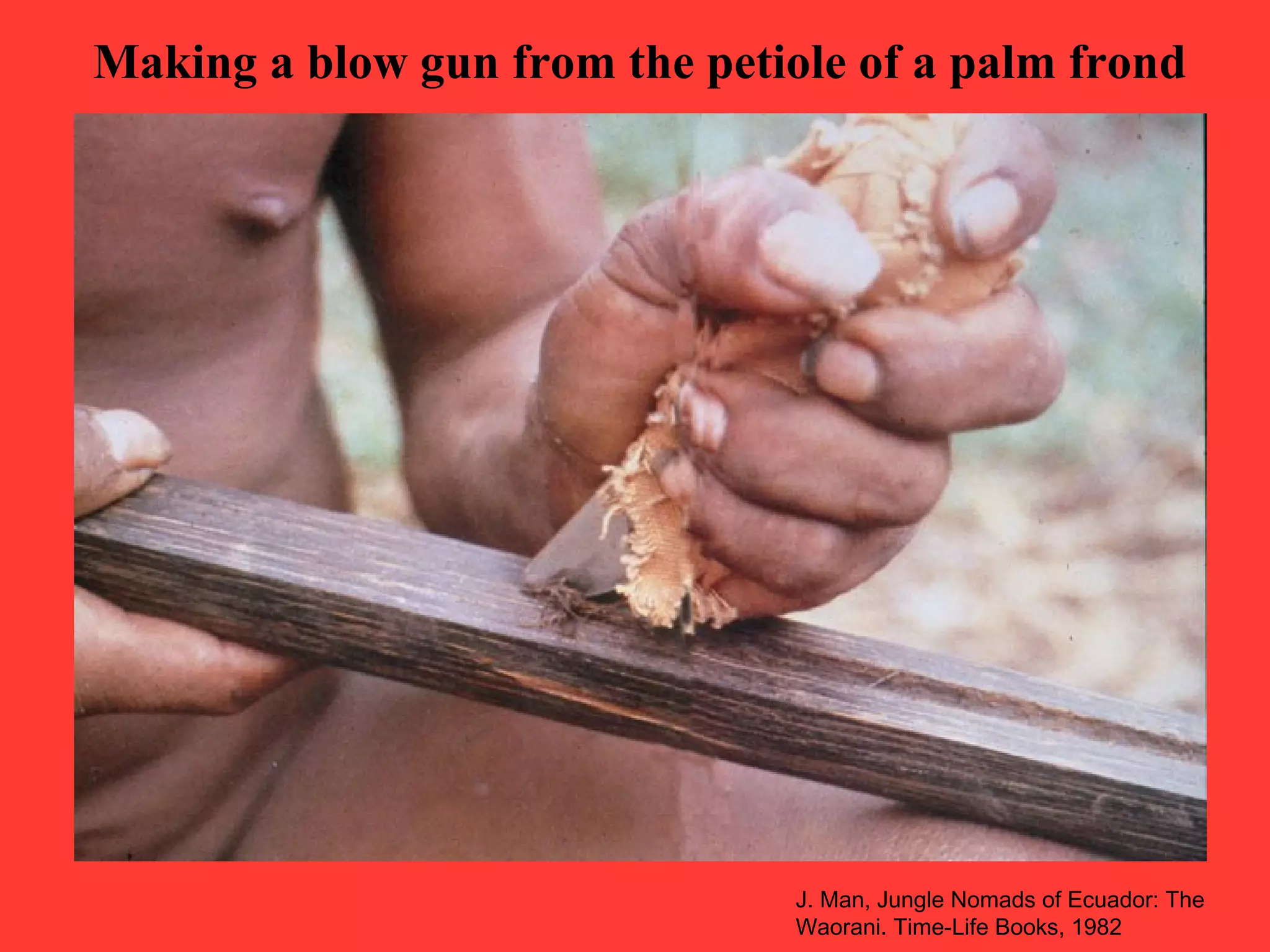 Making a blow gun from the petiole of a palm frond
J. Man, Jungle Nomads of Ecuador: The
Waorani. Time-Life Books, 1982
 