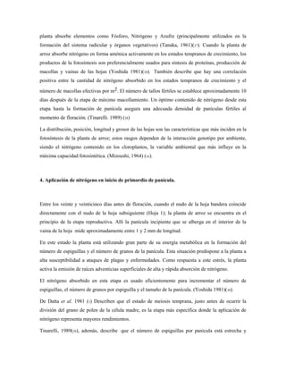 planta absorbe elementos como Fósforo, Nitrógeno y Azufre (principalmente utilizados en la
formación del sistema radicular y órganos vegetativos) (Tanaka, 1961)(27). Cuando la planta de
arroz absorbe nitrógeno en forma amónica activamente en los estados tempranos de crecimiento, los
productos de la fotosíntesis son preferencialmente usados para síntesis de proteínas, producción de
macollas y vainas de las hojas (Yoshida 1981)(20). También describe que hay una correlación
positiva entre la cantidad de nitrógeno absorbido en los estados tempranos de crecimiento y el
número de macollas efectivas por m2. El número de tallos fértiles se establece aproximadamente 10
días después de la etapa de máximo macollamiento. Un óptimo contenido de nitrógeno desde esta
etapa hasta la formación de panícula asegura una adecuada densidad de panículas fértiles al
momento de floración. (Tinarelli. 1989) (28)
La distribución, posición, longitud y grosor de las hojas son las características que más inciden en la
fotosíntesis de la planta de arroz; estos rasgos dependen de la interacción genotipo por ambiente,
siendo el nitrógeno contenido en los cloroplastos, la variable ambiental que más influye en la
máxima capacidad fotosintética. (Mizoushi, 1964) (16).
4. Aplicación de nitrógeno en inicio de primordio de panícula.
Entre los veinte y veinticinco días antes de floración, cuando el nudo de la hoja bandera coincide
directamente con el nudo de la hoja subsiguiente (Hoja 1); la planta de arroz se encuentra en el
principio de la etapa reproductiva. Allí la panícula incipiente que se alberga en el interior de la
vaina de la hoja mide aproximadamente entre 1 y 2 mm de longitud.
En este estado la planta está utilizando gran parte de su energía metabólica en la formación del
número de espiguillas y el número de granos de la panícula. Esta situación predispone a la planta a
alta susceptibilidad a ataques de plagas y enfermedades. Como respuesta a este estrés, la planta
activa la emisión de raíces adventicias superficiales de alta y rápida absorción de nitrógeno.
El nitrógeno absorbido en esta etapa es usado eficientemente para incrementar el número de
espiguillas, el número de granos por espiguilla y el tamaño de la panícula. (Yoshida 1981)(30).
De Datta et al. 1981 (5) Describen que el estado de meiosis temprana, justo antes de ocurrir la
división del grano de polen de la célula madre, es la etapa más específica donde la aplicación de
nitrógeno representa mayores rendimientos.
Tinarelli, 1989(28), además, describe que el número de espiguillas por panícula está estrecha y
 