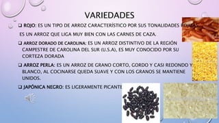 VARIEDADES
 ROJO: ES UN TIPO DE ARROZ CARACTERÍSTICO POR SUS TONALIDADES ROJIZAS,
ES UN ARROZ QUE LIGA MUY BIEN CON LAS CARNES DE CAZA.
 ARROZ DORADO DE CAROLINA: ES UN ARROZ DISTINTIVO DE LA REGIÓN
CAMPESTRE DE CAROLINA DEL SUR (U.S.A), ES MUY CONOCIDO POR SU
CORTEZA DORADA
 ARROZ PERLA: ES UN ARROZ DE GRANO CORTO, GORDO Y CASI REDONDO Y
BLANCO, AL COCINARSE QUEDA SUAVE Y CON LOS GRANOS SE MANTIENE
UNIDOS.
 JAPÓNICA NEGRO: ES LIGERAMENTE PICANTE Y AROMÁTICO.
 
