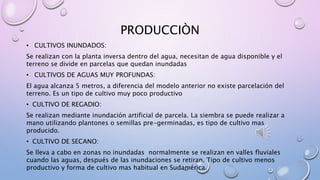 PRODUCCIÒN
• CULTIVOS INUNDADOS:
Se realizan con la planta inversa dentro del agua, necesitan de agua disponible y el
terreno se divide en parcelas que quedan inundadas
• CULTIVOS DE AGUAS MUY PROFUNDAS:
El agua alcanza 5 metros, a diferencia del modelo anterior no existe parcelación del
terreno. Es un tipo de cultivo muy poco productivo
• CULTIVO DE REGADIO:
Se realizan mediante inundación artificial de parcela. La siembra se puede realizar a
mano utilizando plantones o semillas pre-germinadas, es tipo de cultivo mas
producido.
• CULTIVO DE SECANO:
Se lleva a cabo en zonas no inundadas normalmente se realizan en valles fluviales
cuando las aguas, después de las inundaciones se retiran. Tipo de cultivo menos
productivo y forma de cultivo mas habitual en Sudamérica.
 