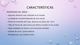 CARACTERÍSTICAS
PROPIEDADES DEL ARROZ :
• Segundo alimento mas utilizado en el mundo
• La población mundial depende de este cereal
• Planta de la familia del trigo. alcanza una altura de 1,8 m
• Tallo de forma de caña hueca por dentro excepto en los nudos
• Hojas acabadas en punta y con nerviación paralela
• Salvado de arroz ( grano blanco)
• Protegida por una cubierta clara.
 
