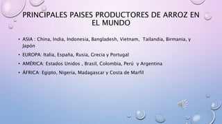 PRINCIPALES PAISES PRODUCTORES DE ARROZ EN
EL MUNDO
• ASIA : China, India, Indonesia, Bangladesh, Vietnam, Tailandia, Birmania, y
Japón
• EUROPA: Italia, España, Rusia, Grecia y Portugal
• AMÉRICA: Estados Unidos , Brasil, Colombia, Perú y Argentina
• ÁFRICA: Egipto, Nigeria, Madagascar y Costa de Marfil
 