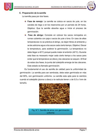 UNIVERSIDAD NACIONAL DE JAEN INGENIERIA DE INDUSTRIAS ALIMENTARIAS-VII
Proceso de obtención de arroz Página 7
C. Preparación de la semilla
La semilla pasa por dos fases.
Fase de remojo: La semilla se coloca en sacos de yute, en los
canales de riego o en los reservorios por un período de 24 horas.
Objetivo: Que la semilla absorba agua e inicie el proceso de
germinación.
Fase de abrigo: Consiste en colocar los sacos remojados en
rumas cubiertos con paja o sacos de yute o lona. En caso de altas
temperaturas no se práctica el abrigo, se dejan libres al ambiente y
se les adiciona agua a los sacos cada cierto tiempo. Objetivo: Elevar
la temperatura, para acelerar la germinación. La temperatura no
debe llegar a 40°C porqué puede matar el embrión (40°C). Durante
esta fase es necesario mojar cada cierto tiempo a los sacos para
evitar que la temperatura se eleve y las cáscaras se sequen. Al final
de estas dos fases, la punta del coleóptilo emerge de las cáscaras.
Este estado es llamado germinación.
Es fundamental el uso de semilla de calidad para la uniformidad de
germinación. La semilla para ser sembrada, debe estar germinada en más
del 80%, con germinación uniforme. La semilla esta apta para la siembra
cuando el coleóptilo (pluma o clavo) o la radícula tienen ± de 0.5 a 1mm de
tamaño.
Fig. N°1: Semilla de arroz con germinación
uniforme
 