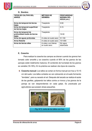 UNIVERSIDAD NACIONAL DE JAEN INGENIERIA DE INDUSTRIAS ALIMENTARIAS-VII
Proceso de obtención de arroz Página 8
D. Siembra
TIPOS DE CULTIVO DEL
ARROZ
MÉTODO DE
SIEMBRA
PROFUNDIDAD
MÁXIMA DEL
AGUA (cm.)
Arroz de temporal de tierras
bajas
Trasplante 0-50
Arroz de temporal superficial
de tierras bajas
Trasplante 5-15
Arroz de temporal de
profundidad media de tierras
bajas
Trasplante
16-50
Arroz de aguas profundas A voleo en suelo seco 51-100
Arroz flotante A voleo en suelo seco 101-600
Arroz de tierras altas A voleo o en hileras
en suelo seco
Sin agua
estancada
E. Cosecha
Para realizar la cosecha los campos se drenan cuando los granos han
tomado color amarillo y se cosecha cuando el 85% de los granos de las
panojas están totalmente maduros. El contenido de humedad de los granos
es variable (16-18%). En la práctica se realizan dos tipos de cosecha.
Cosecha manual: Los tallos se cortan en forma manual con hoz a 10-15
cm del suelo. Los tallos cortados se van colocando en el suelo formando
“tendales”, para su secado al sol. Después del secado se realiza el azote
de las gavillas, golpeando los tallos contra un tronco y los granos de la
panoja se van desprendiendo en cada golpe. Es practicada por
agricultores que poseen áreas pequeñas.
Fig. N°2: corte de los tallos con hoz
 