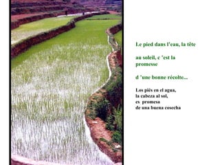 Le pied dans l’eau, la tête au soleil, c ’est la promesse d ’une bonne récolte... Los piés en el agua, la cabeza al sol,  es  promesa  de una buena cosecha 