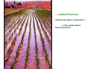 …  comment ils peuvent obtenir des lignes si parfaites ? ...¿ Cómo  pueden obtener  lineas tan perfectas? 