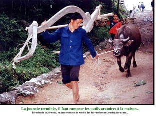 La journée terminée, il faut ramener les outils aratoires à la maison.. Terminada la jornada, es preciso traer de vuelta  las herramientas (arado) para casa... 