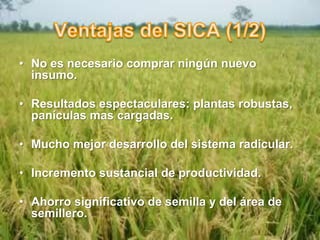 1183-Arroz competitivo:A través del Sistema Intensivo de Cultivo Arrocero (SICA) (SRI)