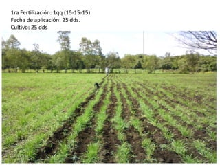 2da aplicación: Mo-enzima 50g 30dds1ra aplicación: AG3 10g 30dds1ra Aplicación: IODAN 1SL 1L 30ddsAplicación: 1kg (20-20-20) 40dds Aplicación: 1l (11-10-11) 60 dds3ra Aplicación: 50g Mo-enzima 70dds2da Aplicación: 10g AG3 70dds2da Aplicación: IODAN 1SL 1L 75 ddsAplicación: 1qq Urea 90 dds3ra aplicación: IODAN 1SL 1L2da Aplicación: 1kg (20-20-20)