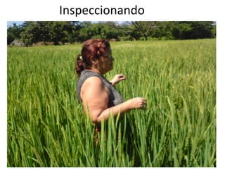 2da aplicación: 300cc Cypermetrina 115 dds