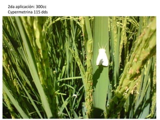 Maduración: 140 ddsCosecha: 160 ddsRendimiento granza: 37qqÁrea sembrada: 7000 vrs2Área real cosechada: 5000vrs2Costo de Producción: C$6,840Precio C$400/qq granza