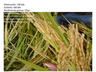 AlmacenamientoAnálisis de suelo, 28/04/08MO: 3.3 %, pH: 6.25N: 0.17 %, altoP: 22.30 ppm, Alto disp.K: 1.55 Me/100g suelo, Alto disp.CE: Alta, CC: Muy buenaDe acuerdo al análisis de suelo, se requería aplicar 1.5qq de 12-24-12.2.5qq de urea 46%. 1qq de 0-0-60. para cosechar 60qq en ½ mz