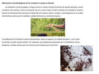 Alteraciones microbiológicas de los cereales en campo y almacén.
La infestación inicial de plagas y hongos ocurre en campo durante el período de secado del grano, previo
y posterior a la cosecha y tiene una duración de uno a cinco meses. El alto contenido de humedad en el grano
durante el almacenamiento favorece el desarrollo de insectos, ácaros, hongos y microorganismos, los cuales
al alimentarse disminuyen la cantidad y calidad alimenticia y comercial de grano.
La proliferación de hongos en granos almacenados, afecta el aspecto y la calidad del grano, y en el caso
de semilla, el poder de germinación. En ocasiones, las substancias producidas por el metabolismo de los
patógenos, resultan tóxicas para el humano y los animales que lo consumen
 