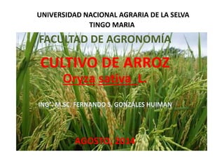 UNIVERSIDAD NACIONAL AGRARIA DE LA SELVA
TINGO MARIA
FACULTAD DE AGRONOMÍA
CULTIVO DE ARROZ
Oryza sativa L.
ING°. M.SC. FERNANDO S. GONZÁLES HUIMAN
AGOSTO, 2014
 