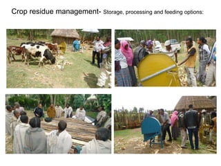 Africa RISING Ethiopia 2013-2014 highlights: How we implemented the work plans