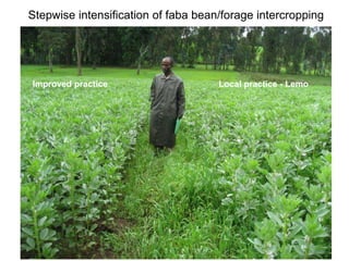 Africa RISING Ethiopia 2013-2014 highlights: How we implemented the work plans