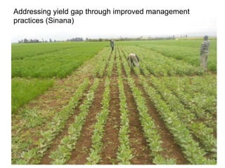 Africa RISING Ethiopia 2013-2014 highlights: How we implemented the work plans