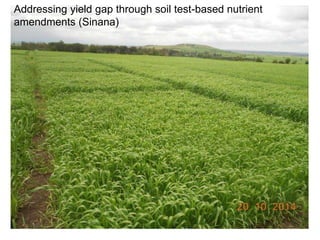 Africa RISING Ethiopia 2013-2014 highlights: How we implemented the work plans