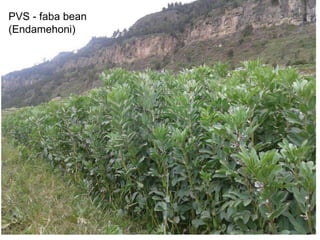 Africa RISING Ethiopia 2013-2014 highlights: How we implemented the work plans