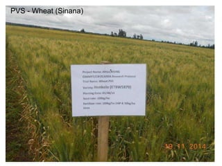 Africa RISING Ethiopia 2013-2014 highlights: How we implemented the work plans