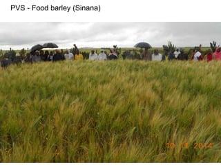 Africa RISING Ethiopia 2013-2014 highlights: How we implemented the work plans