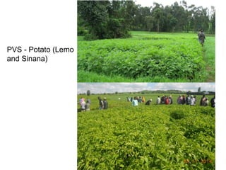 Africa RISING Ethiopia 2013-2014 highlights: How we implemented the work plans