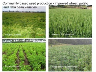 Africa RISING Ethiopia 2013-2014 highlights: How we implemented the work plans