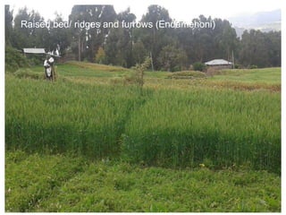 Africa RISING Ethiopia 2013-2014 highlights: How we implemented the work plans