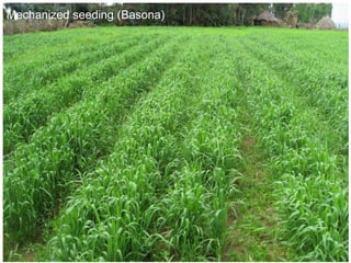 Africa RISING Ethiopia 2013-2014 highlights: How we implemented the work plans