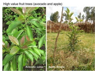 Africa RISING Ethiopia 2013-2014 highlights: How we implemented the work plans