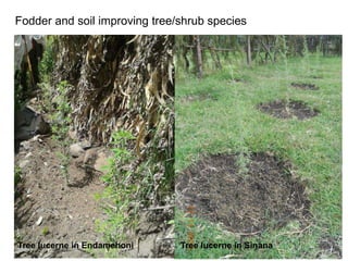 Africa RISING Ethiopia 2013-2014 highlights: How we implemented the work plans