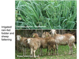 Africa RISING Ethiopia 2013-2014 highlights: How we implemented the work plans