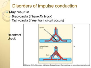Disorders of impulse conduction
   May result in
    ◦ Bradycardia (if have AV block)
    ◦ Tachycardia (if reentrant circuit occurs)



Reentrant
circuit
 