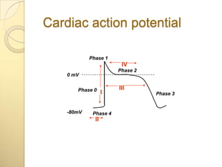 Cardiac action potential

            Phase 1
                        IV
                       Phase 2
    0 mV


       Phase 0         III
                   I             Phase 3


    -80mV    Phase 4
              II
 