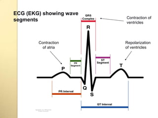 ECG (EKG) showing wave
                         Contraction of
segments                 ventricles




        Contraction      Repolarization
          of atria       of ventricles
 