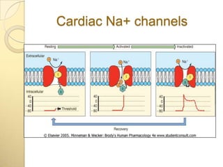 Cardiac Na+ channels
 